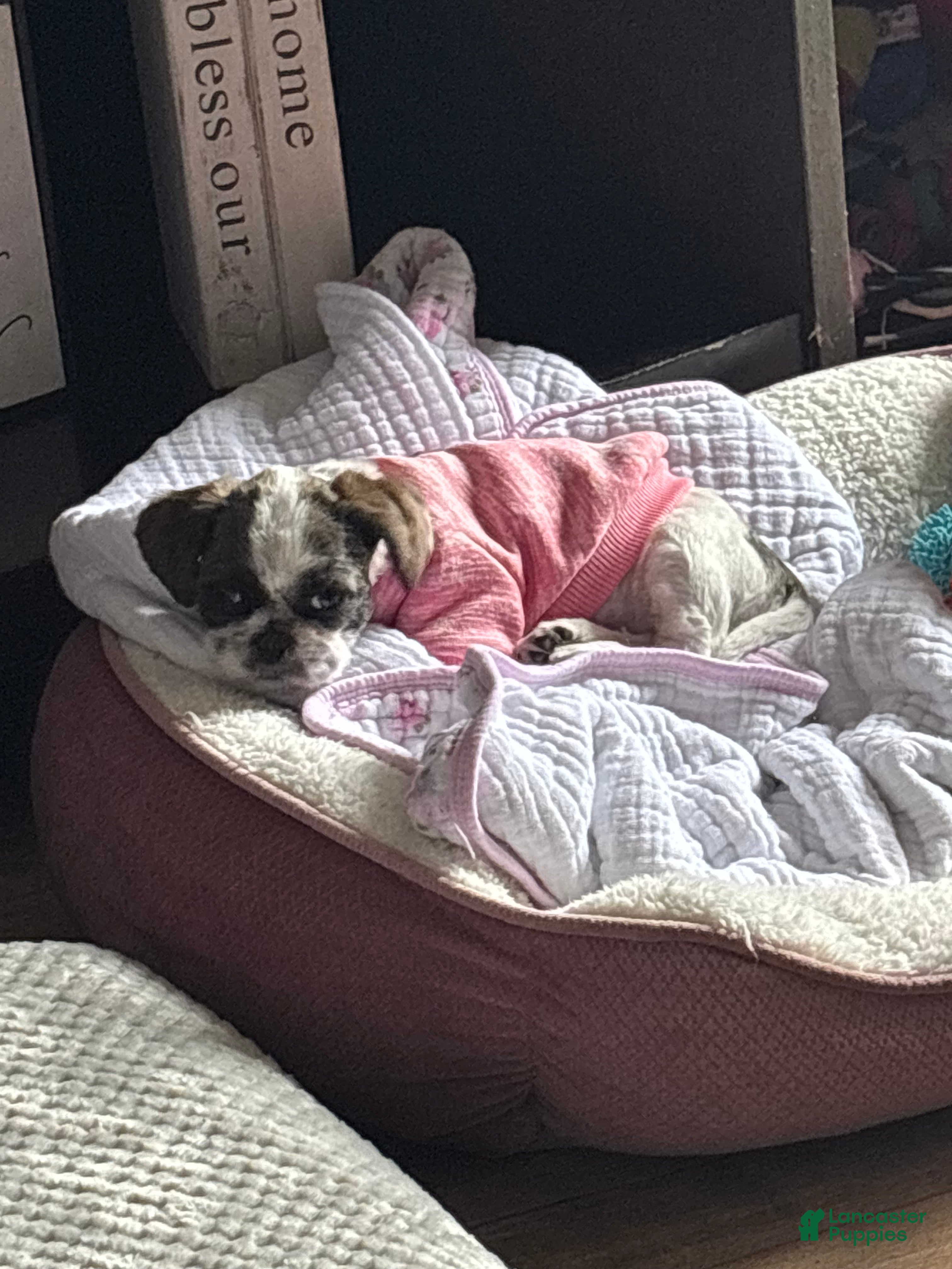 Shih Tzu dogs Shih Tzu Puppy 1 - Ad 11