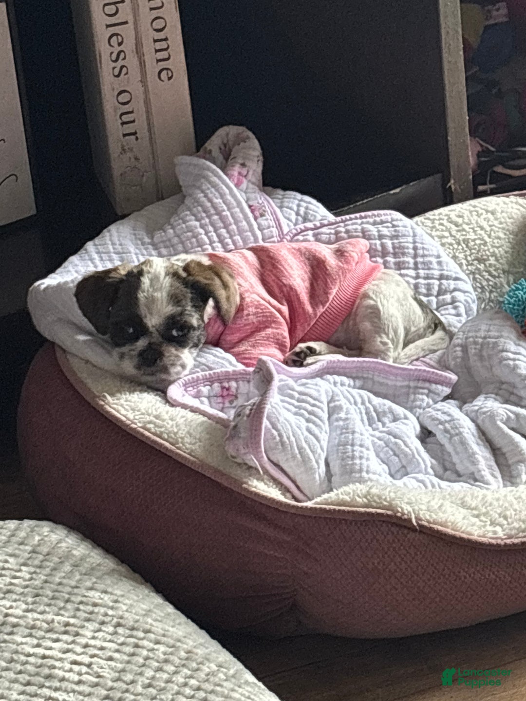 Shih Tzu dogs for sale: Shih Tzu Puppy 1 - Ad 1