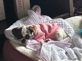 Shih Tzu dogs Shih Tzu Puppy 1 - Ad 11