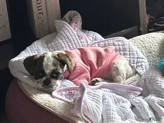 Shih Tzu dogs Shih Tzu Puppy 1 - Ad 22