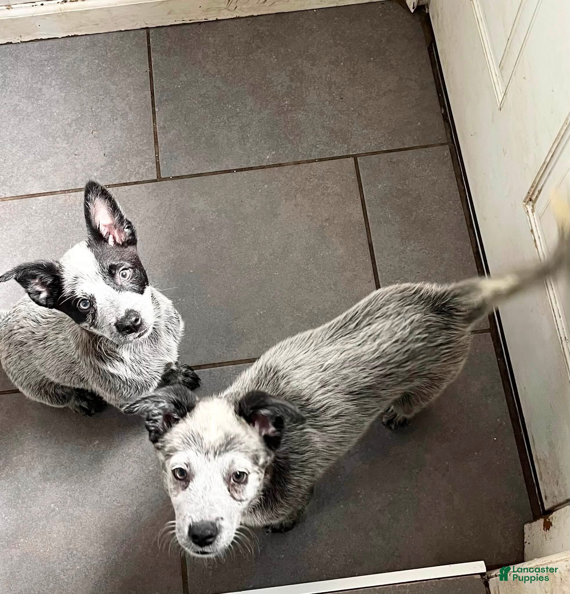 Australian Cattle Dog dogs Australian Cattle Dog 1 - Ad 39