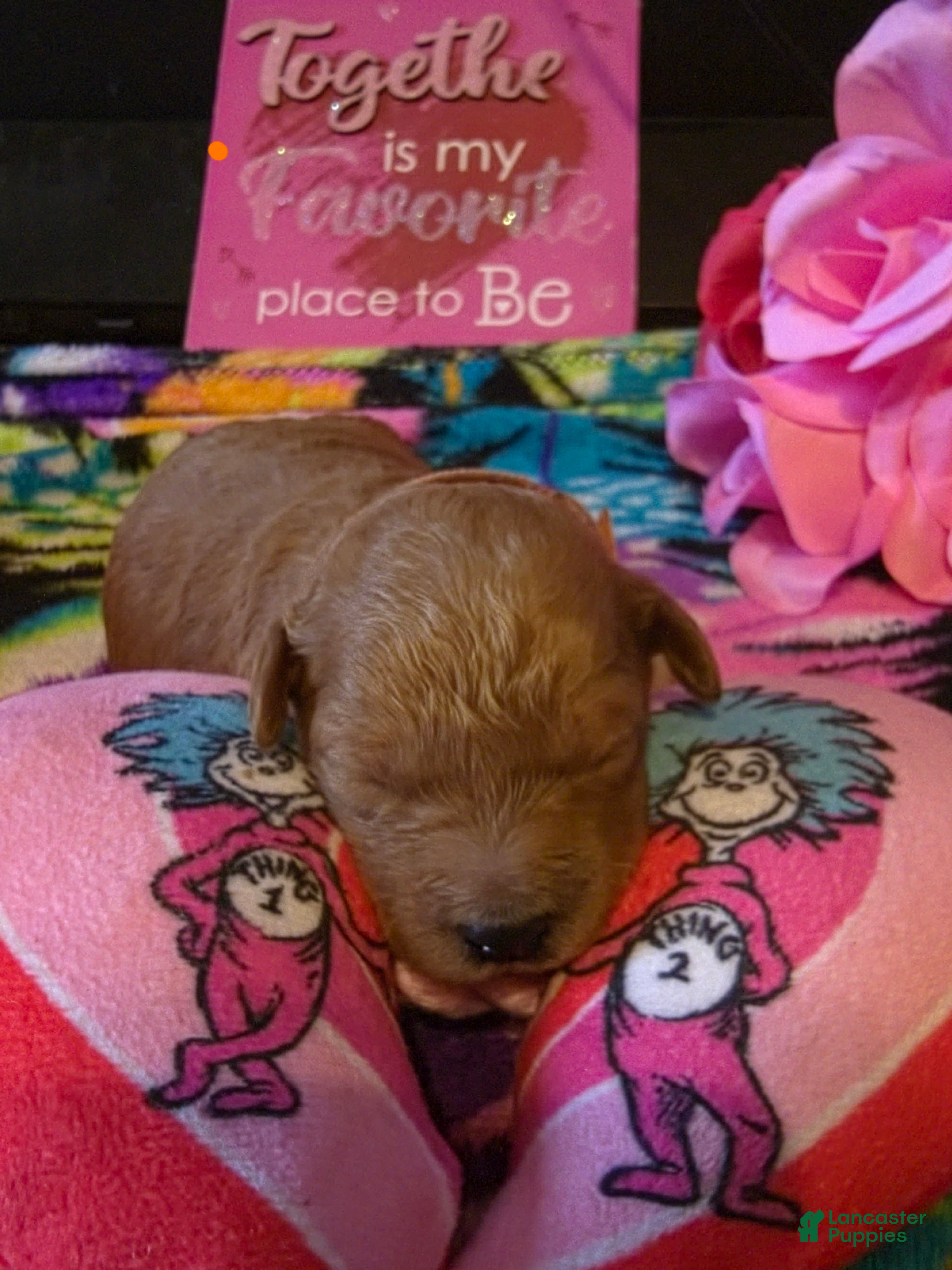 Mini Goldendoodle dogs lily - Ad 2