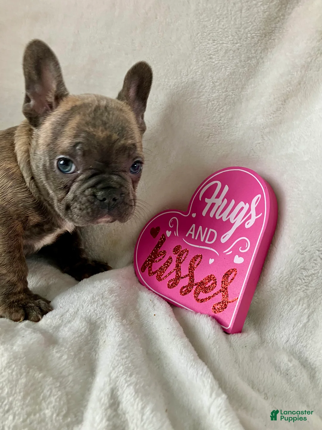 French Bulldog dogs for sale: Prince - Ad 4