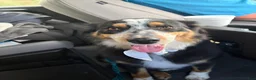 Australian Shepherd dogs for sale: Jellybean - Female 2 - Ad 5