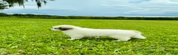 Great Pyrenees dogs for sale: Orange Boy - Ad 6