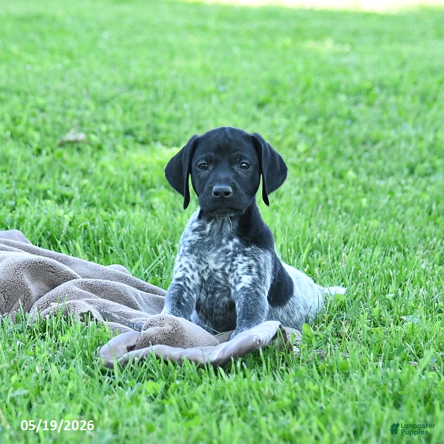 German Shorthaired Pointer dogs Royal - Ad 1