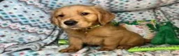 Golden Retriever dogs for sale: Goblinn  - Ad 4