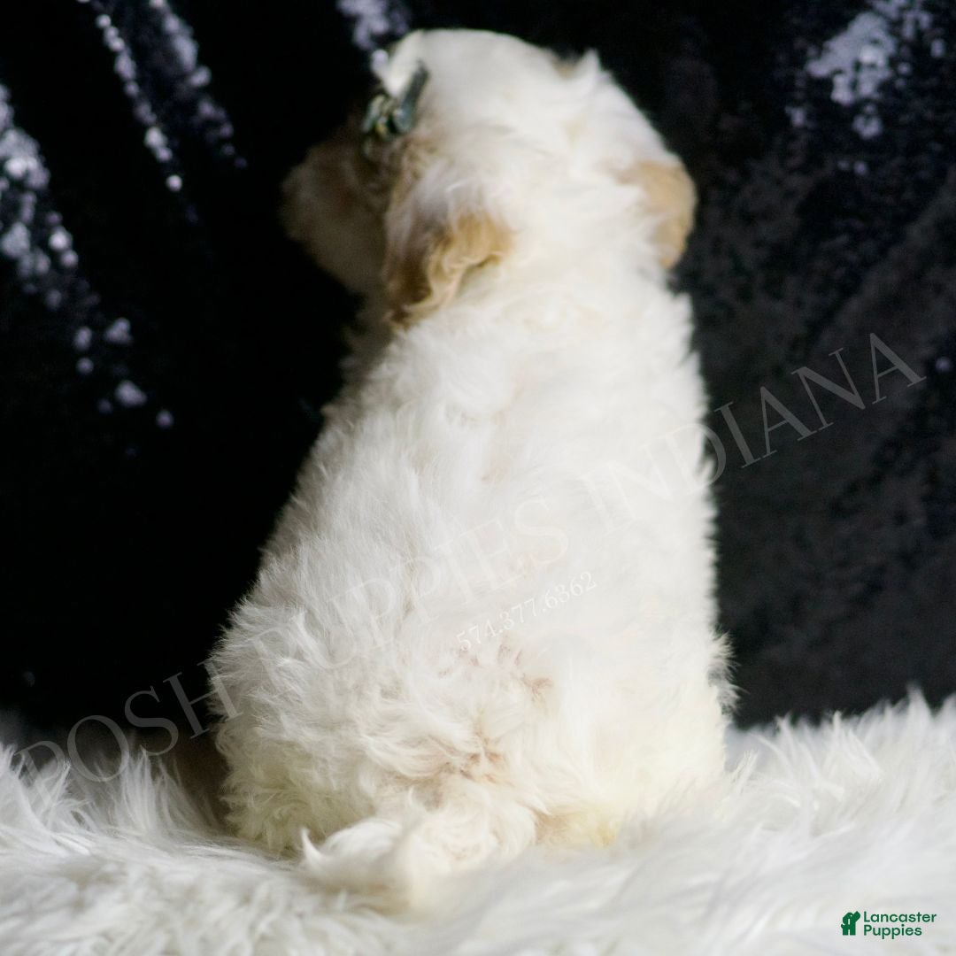 Maltipoo dogs for sale: Cedar - Ad 6