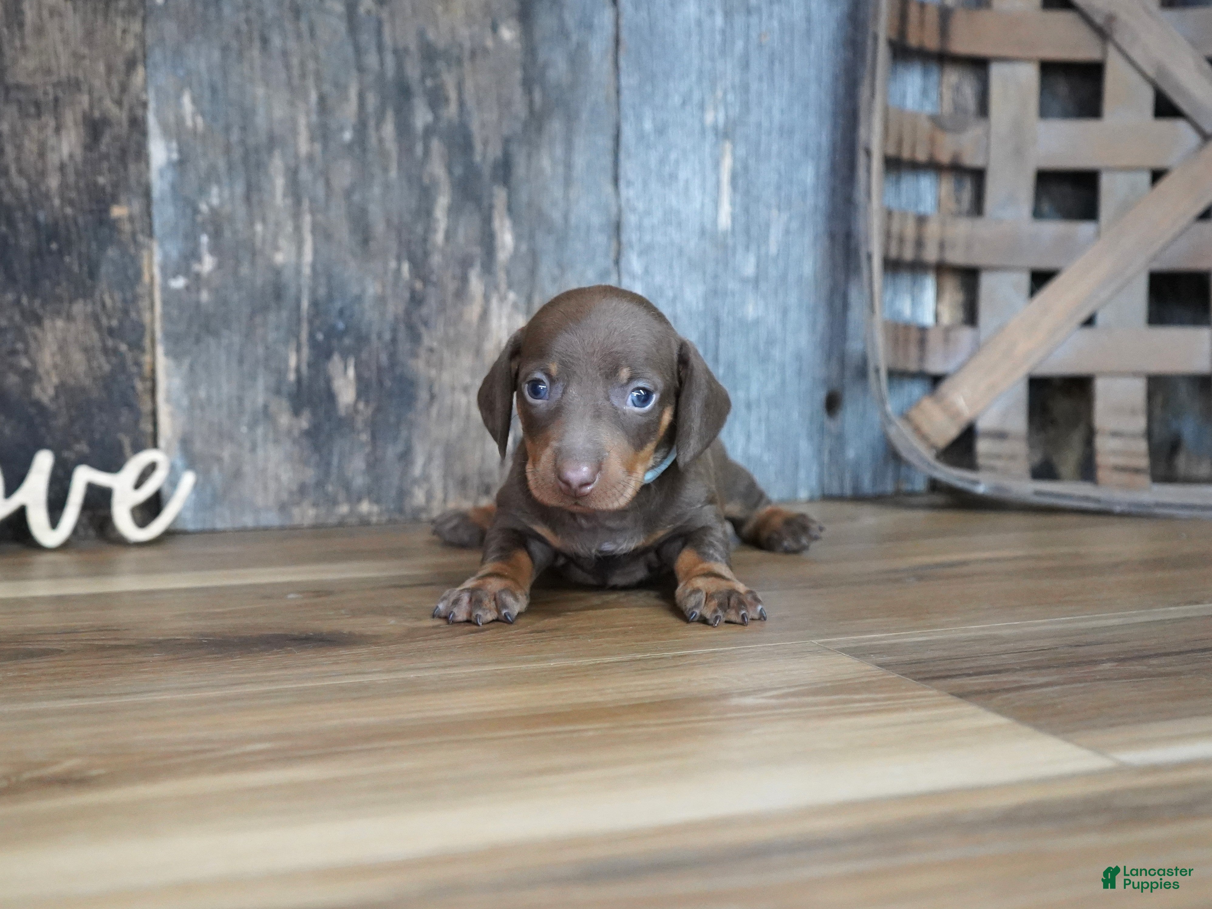 Miniature Dachshund dogs Brady - Ad 3