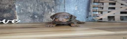 Miniature Dachshund dogs for sale: Brady - Ad 1