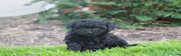 Bernedoodle dogs for sale: Bailey - Ad 2