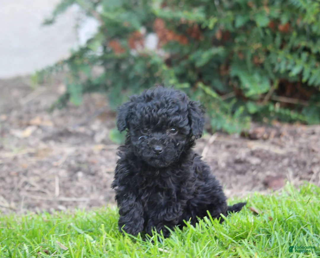 Bernedoodle dogs for sale: Bailey - Ad 2