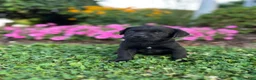 Labrador Retriever dogs for sale: Labrador Retriever 2 - Ad 3