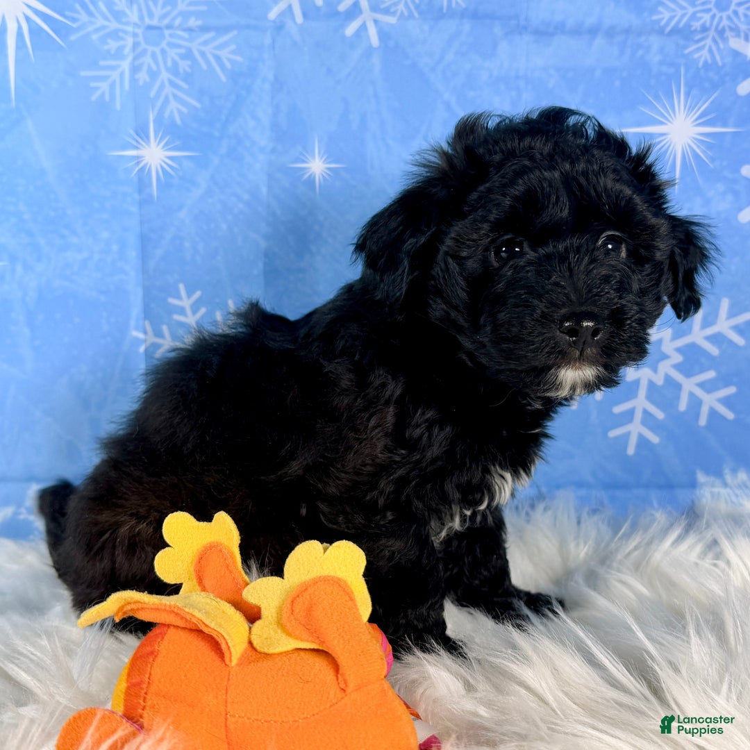 Yorkiepoo dogs for sale: Bear - Ad 2