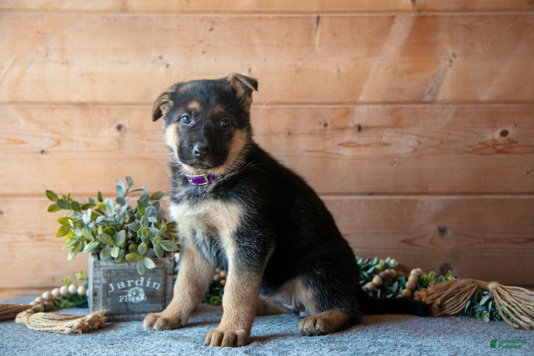 German Shepherd dogs for sale: Symphony - Ad 3