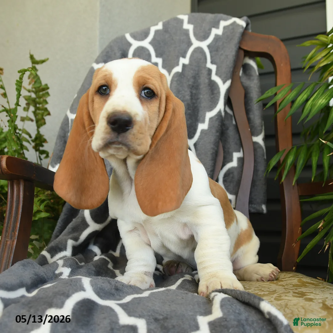 Basset Hound dogs for sale: Fiesta - Ad 1