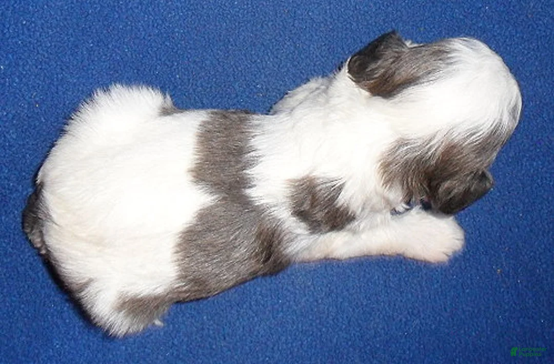 Cockapoo dogs for sale: Ringo - Ad 4