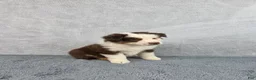 Miniature Australian Shepherd dogs for sale: Sky - Ad 5