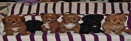 Miniature Poodle dogs for sale: Minnie - Ad 2