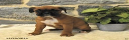 Boxer dogs for sale: Ceaser - Ad 3