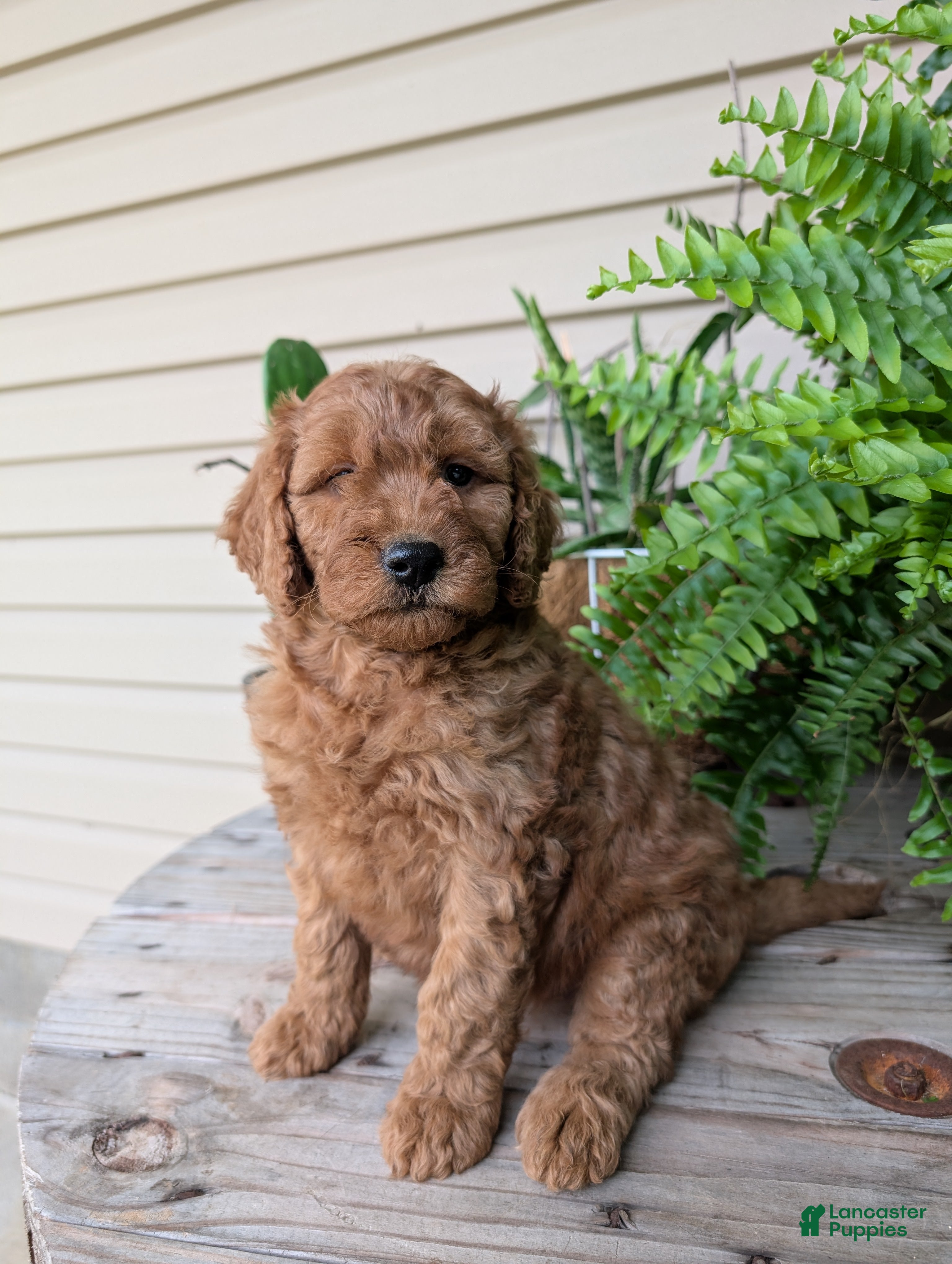 Goldendoodle dogs Lolly  - Ad 1
