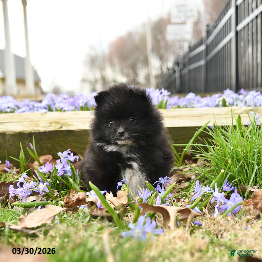 Pomeranian dogs Bouncer - Ad 2