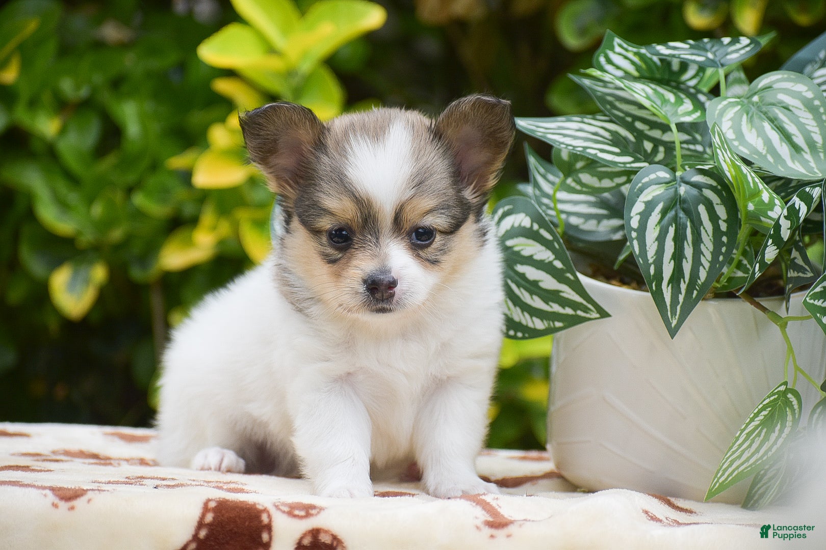 Papillon dogs Frank - Ad 1
