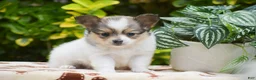 Papillon dogs for sale: Frank - Ad 1