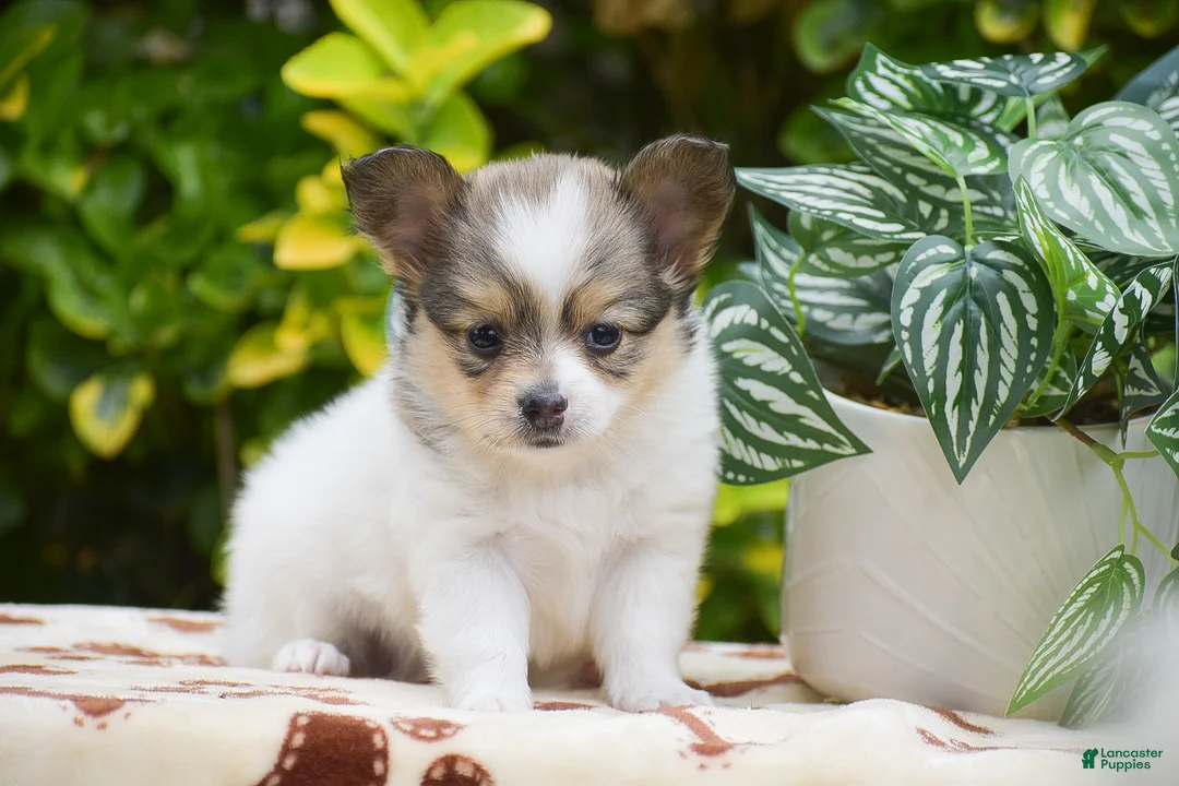 Papillon dogs for sale: Frank - Ad 1