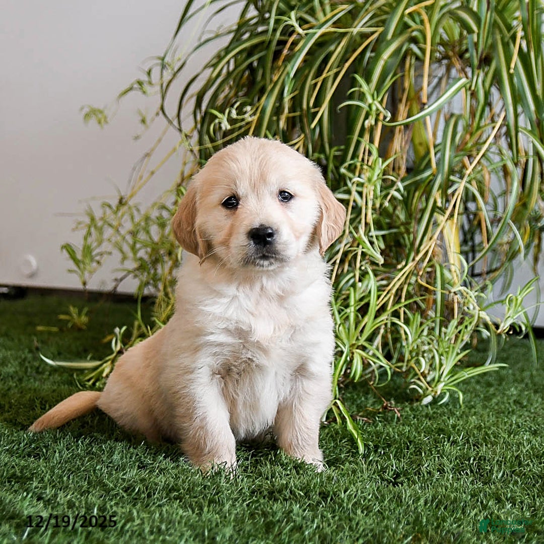 Golden Retriever dogs for sale: Mocha - Ad 1