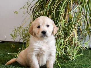 Golden Retriever dogs Mocha - Ad 40