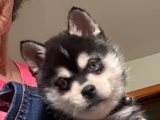 Alaskan Klee Kai dogs Alaskan Klee Kai Puppy 1 - Ad 1