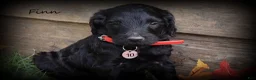 Goldendoodle dogs for sale: Finn - Ad 1