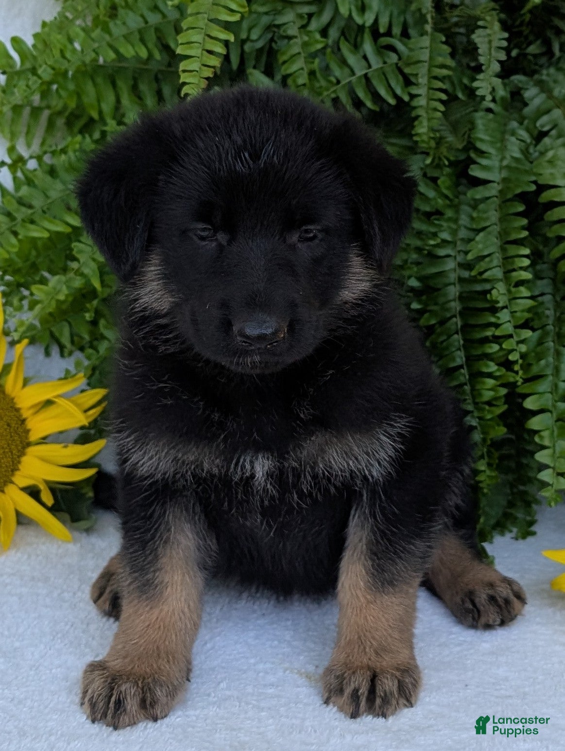 German Shepherd dogs Dani - Ad 2