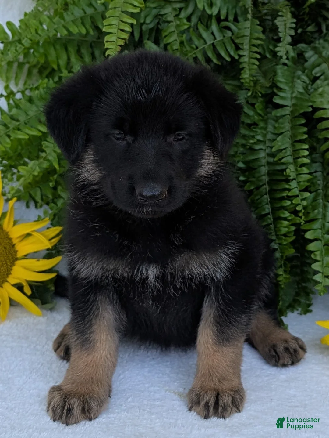 German Shepherd dogs for sale: Dani - Ad 2