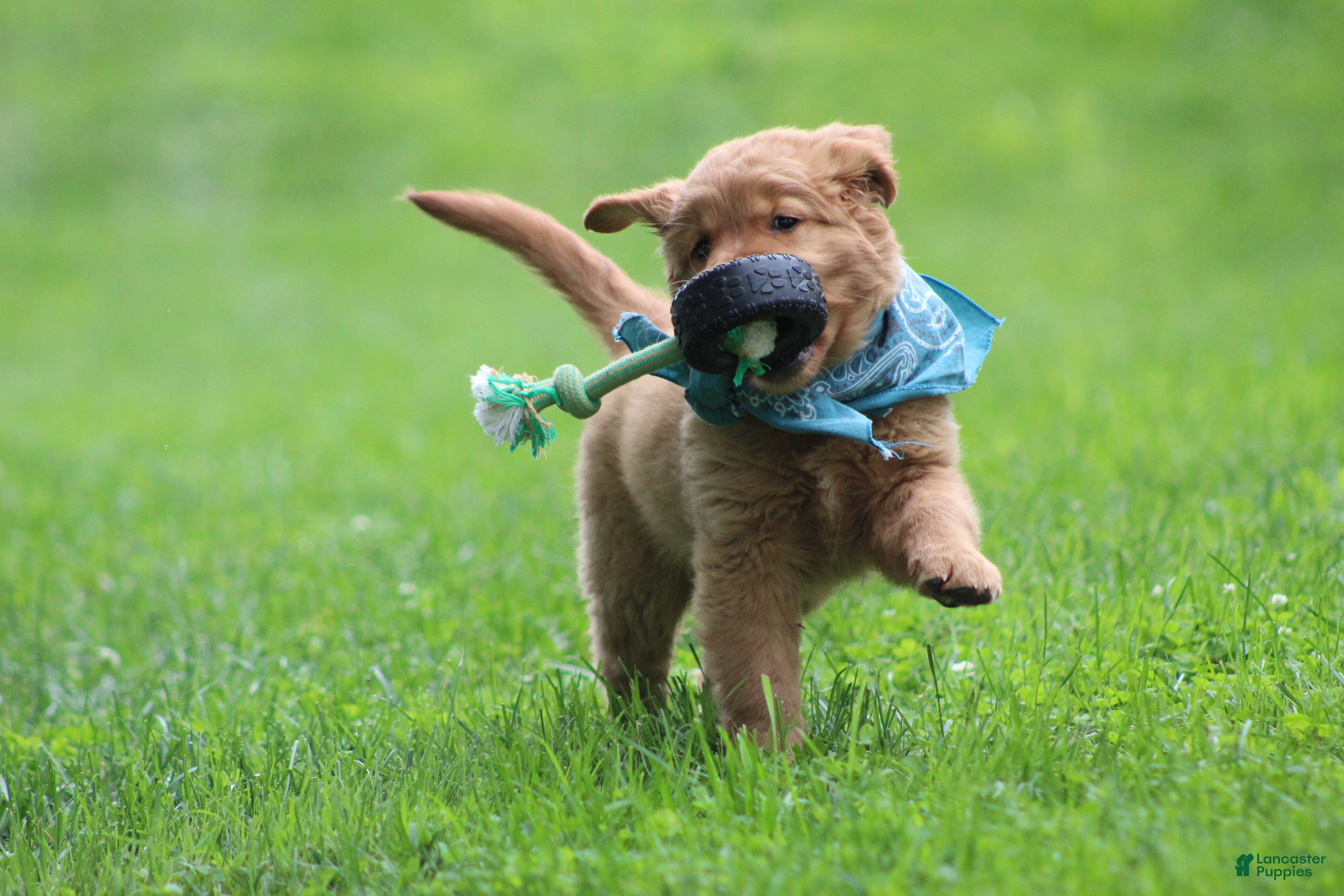Golden Retriever dogs Indie - Ad 1