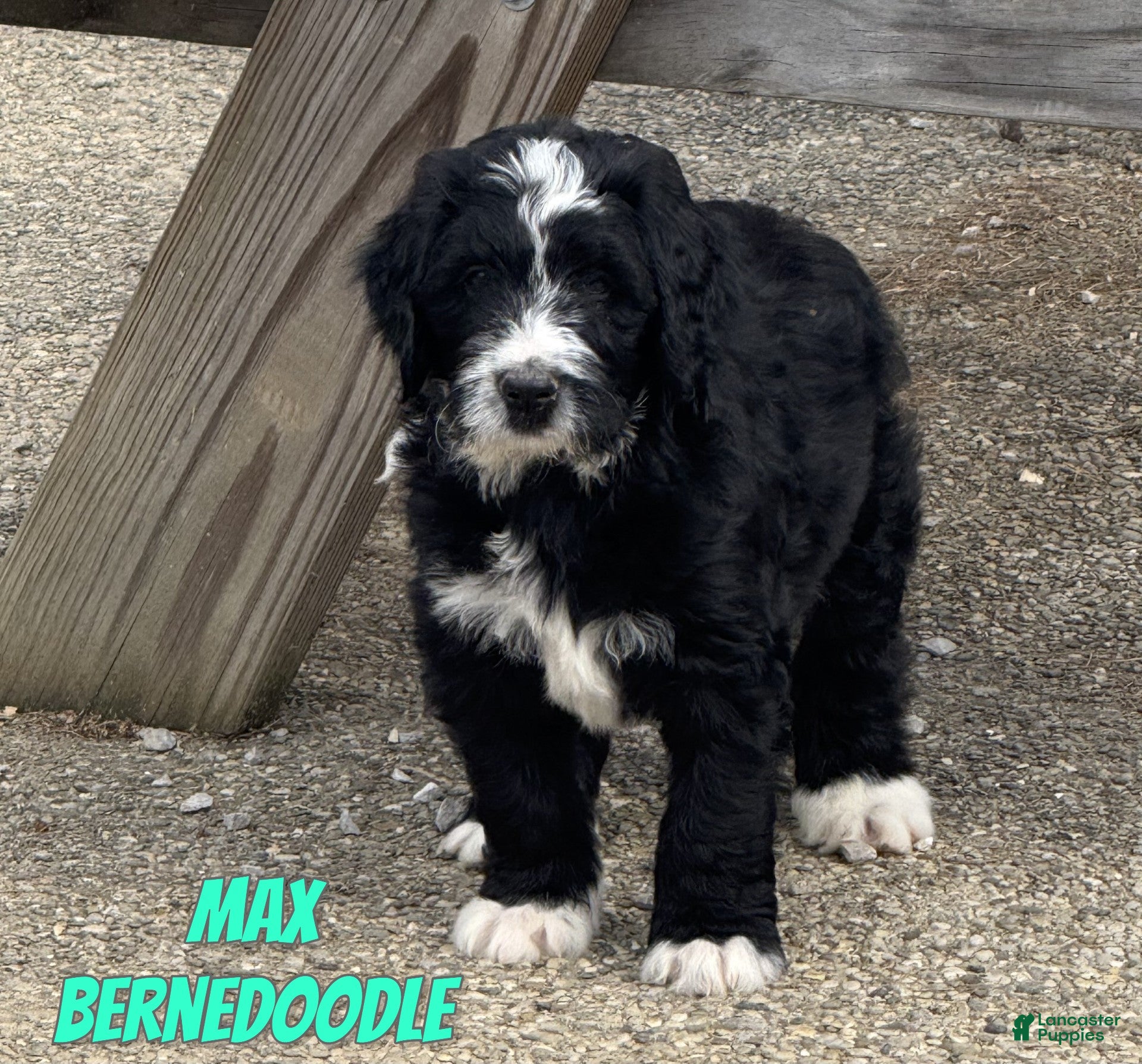 Bernedoodle dogs Max - Ad 22