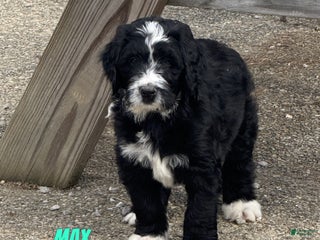 Bernedoodle dogs Max - Ad 22