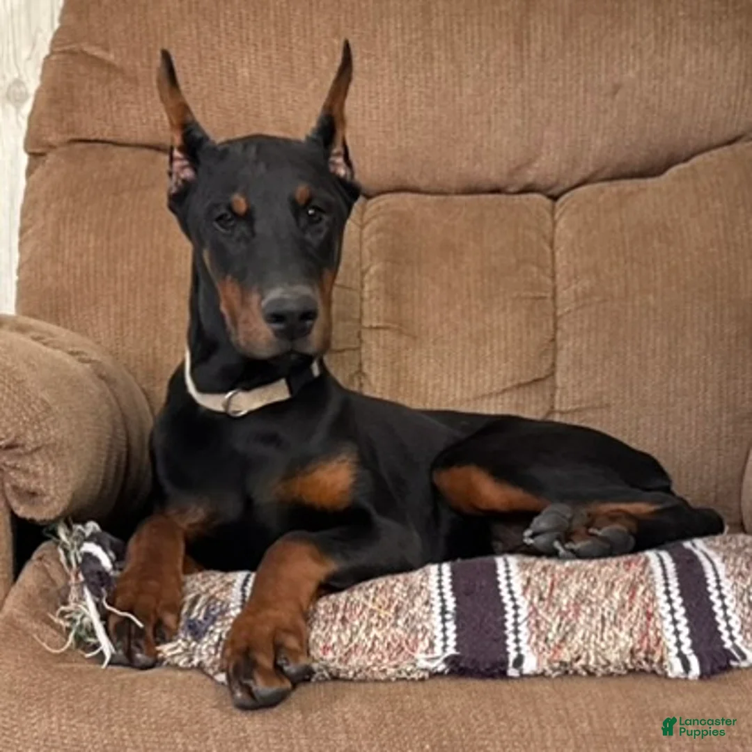 Doberman Pinscher dogs for sale: Vespa - Ad 2