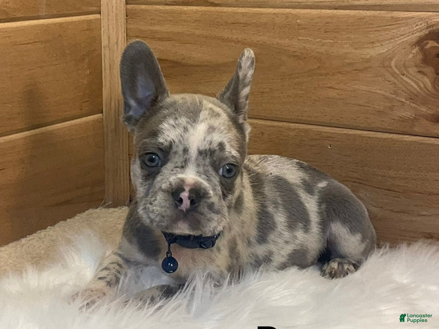 French Bulldog dogs Boone - Ad 2
