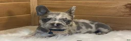 French Bulldog dogs for sale: Boone - Ad 2