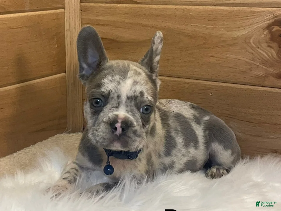 French Bulldog dogs for sale: Boone - Ad 2