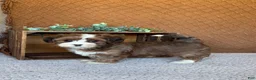 Havanese dogs for sale: Ellie  - Ad 5