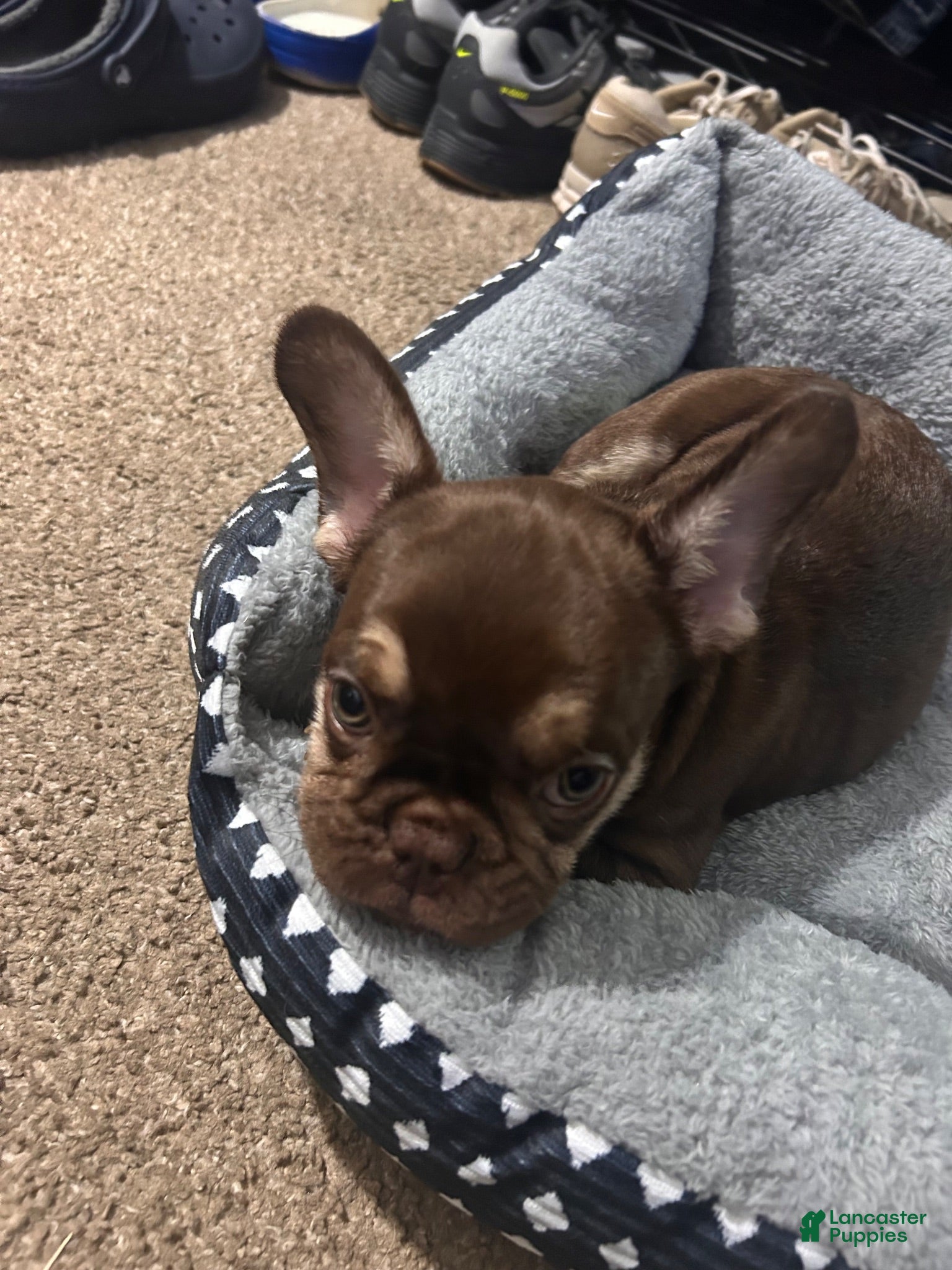 French Bulldog dogs French Bulldog 1 - Ad 2