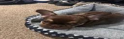 French Bulldog dogs for sale: French Bulldog 1 - Ad 2