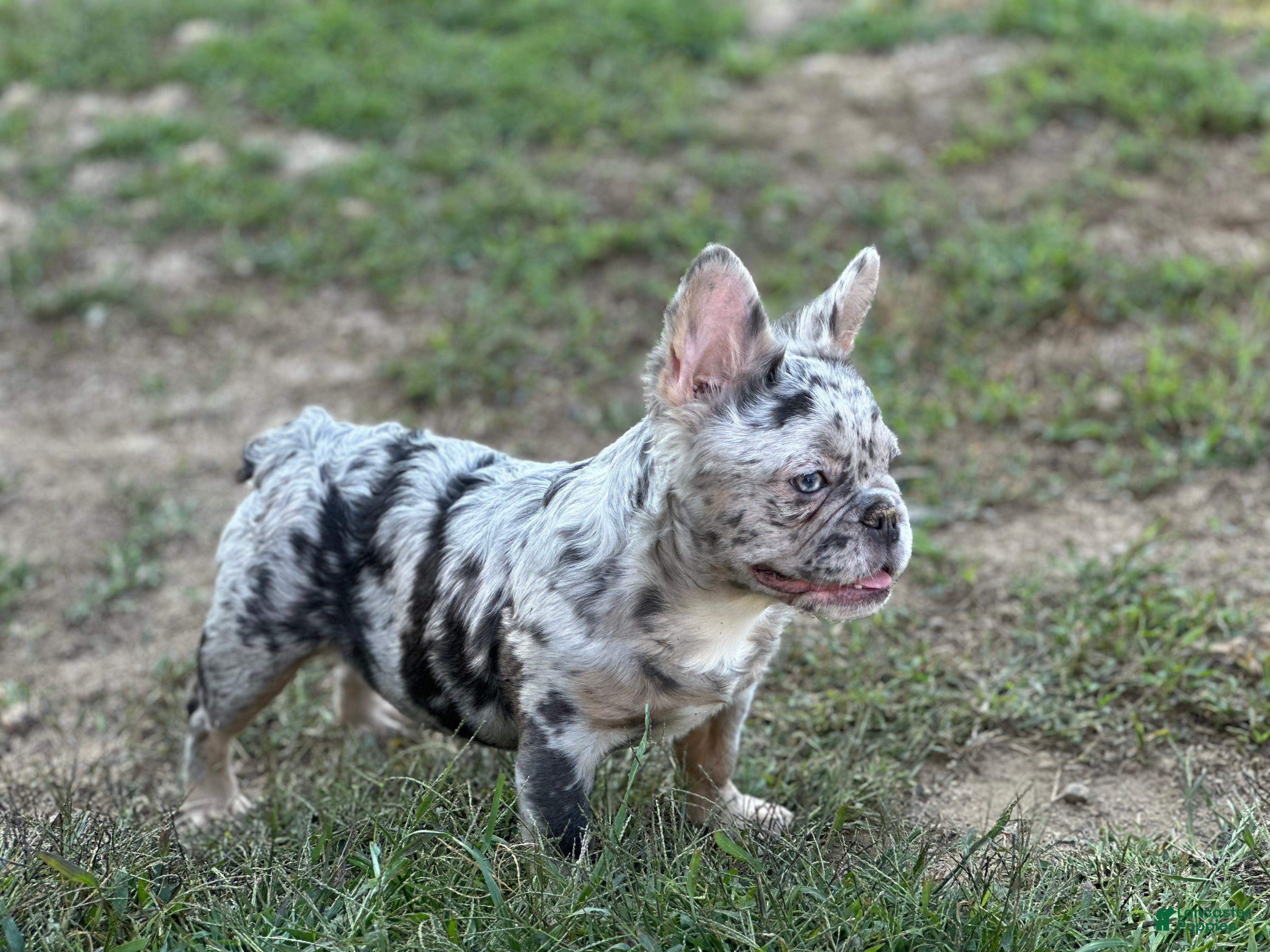 Fluffy merle French Bulldog Puppies for sale Lancaster Puppies