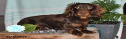Miniature Dachshund dogs for sale: Colten - Ad 6