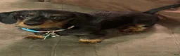 Miniature Dachshund dogs for sale: Miniature Dachshund 1 - Ad 8