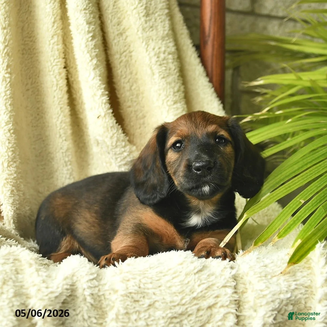 Miniature Dachshund dogs for sale: Kimber  - Ad 2