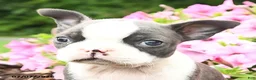 Boston Terrier dogs for sale: Dina - Ad 4